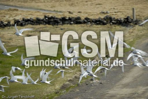 Seeschwalbe (7 von 7).jpg